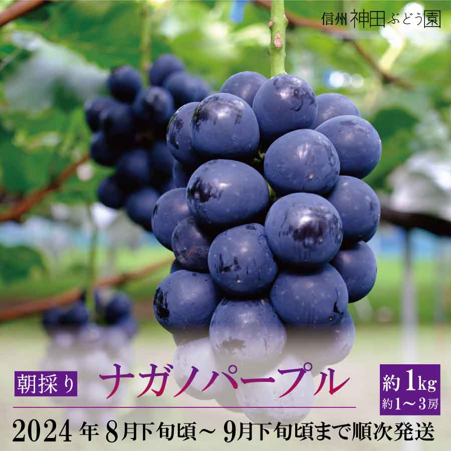 【ふるさと納税】朝採り ナガノパープル 約1kg(約1～3房)《信州神田ぶどう園》■2024年発送■※8月下旬頃～9月下旬頃まで順次発送予定 果物 ぶどう フルーツ 果物類 ナガノパープルのサムネイル