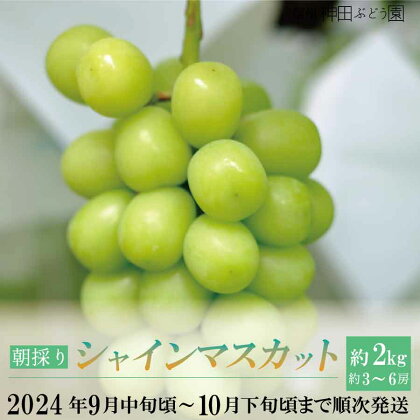 朝採り シャインマスカット 約2kg(約3～6房)《信州神田ぶどう園》■2024年発送■※9月中旬頃～10月下旬頃まで順次発送予定 果物 ぶどう フルーツ 果物類 シャインマスカット 先行予約 予約