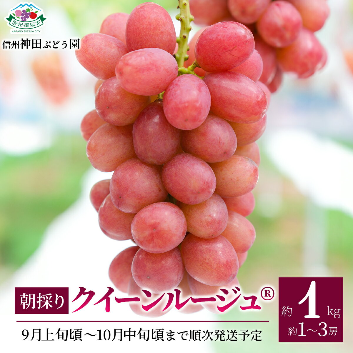 【ふるさと納税】朝採り クイーンルージュ® 約1kg (約1～3房)《信州神田ぶどう園》■2025年発送■※9月上旬頃～10月中旬頃まで順次発送予定 果物 ぶどう フルーツ 果物類 クイーンルージュ®