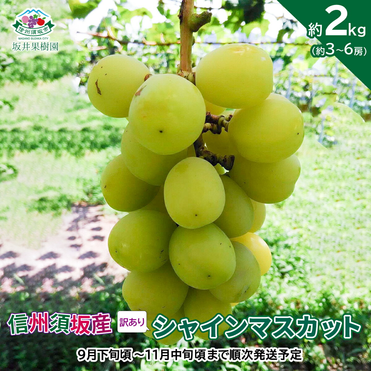 【ふるさと納税】信州須坂産訳ありシャインマスカット 約2kg (約3～6房）《坂井果樹園》■2024年発送■※9月下旬頃～11月中旬頃まで順次発送予定 ぶどう フルーツ 果物類のサムネイル