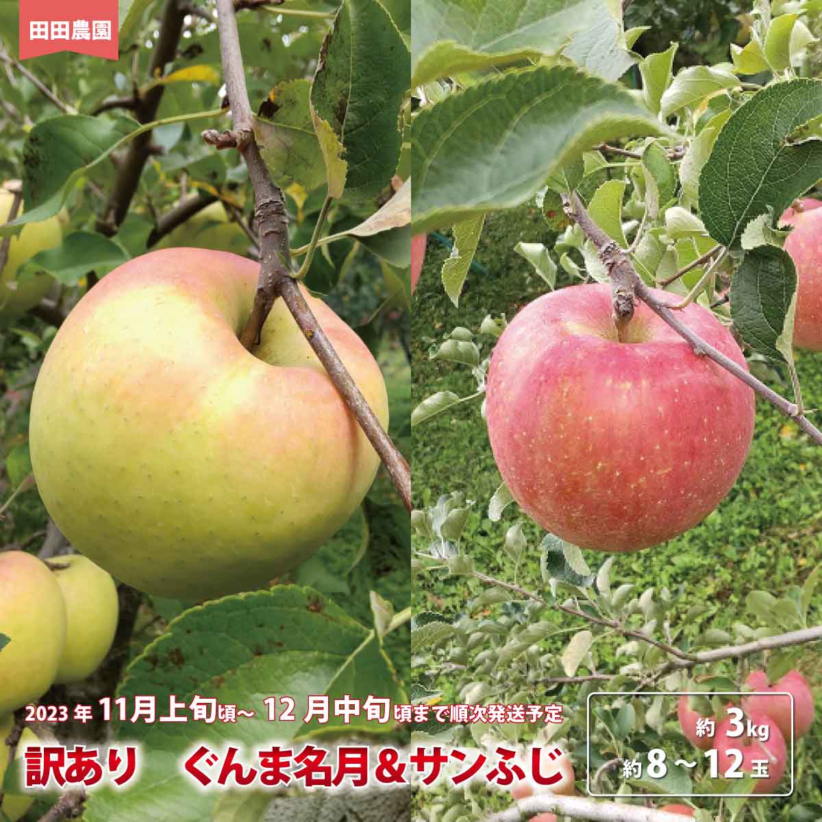 【ふるさと納税】訳あり ぐんま名月＆サンふじ 約3kg（約8～12玉）《田田農園》■2023年発送■※11月上旬頃～12月中旬頃まで順次発送予定果物 フルーツ 林檎 りんご リンゴ 訳あり･･･