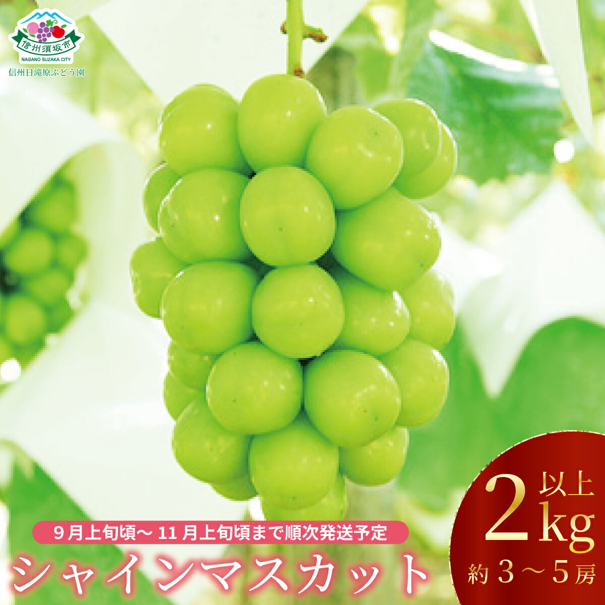 【ふるさと納税】シャインマスカット2kg以上（約3～6房）《信州日滝原ぶどう園》■2023年発送■※9月上旬頃～10月下旬頃まで順次発送予定 果物 フルーツ ぶどう シャインマスカットのサムネイル