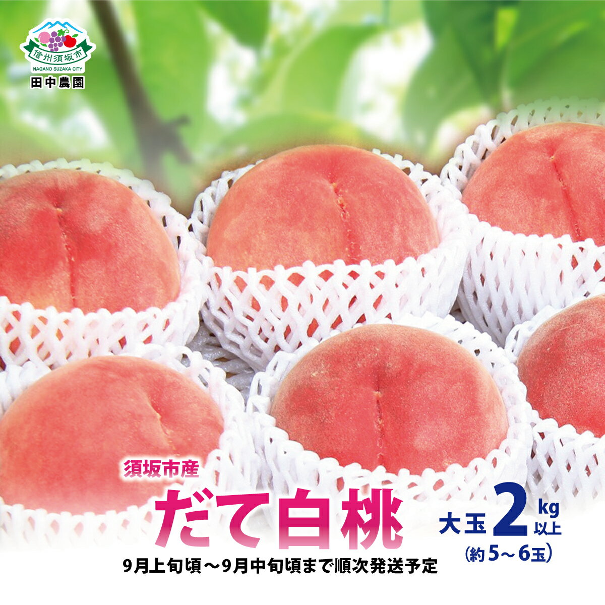 【ふるさと納税】須坂市産桃「だて白桃」 大玉2kg以上！（約5～6玉）《田中農園》■2024年発送■※9月上旬頃～9月中旬頃まで順次発送予定 果物 フルーツ もも 大玉のサムネイル