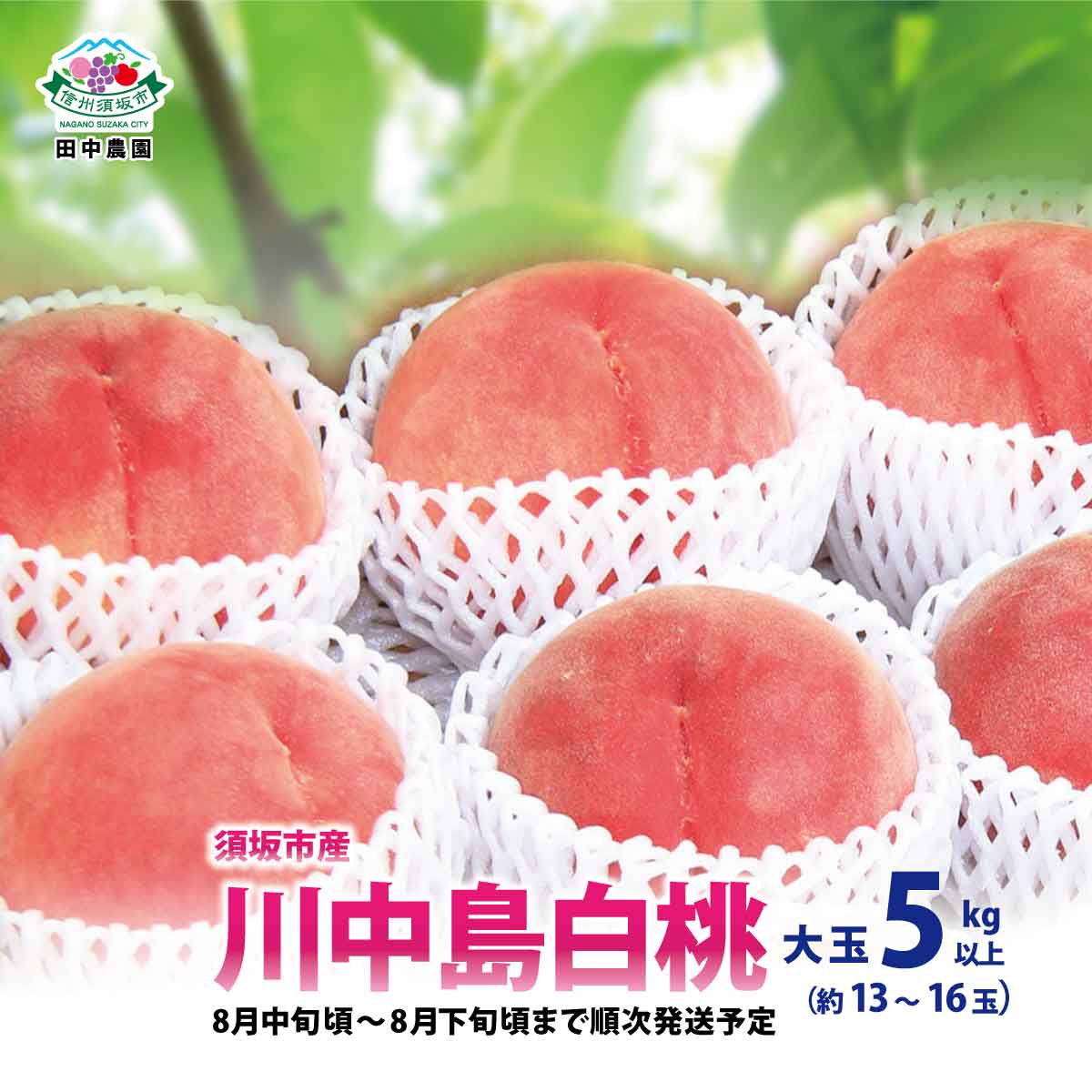 【ふるさと納税】須坂市産桃「川中島白桃」 大玉5kg以上！（約13～16玉）《田中農園》■2024年発送■※8月中旬頃～8月下旬頃まで順次発送予定 果物 フルーツ もも 大玉のサムネイル