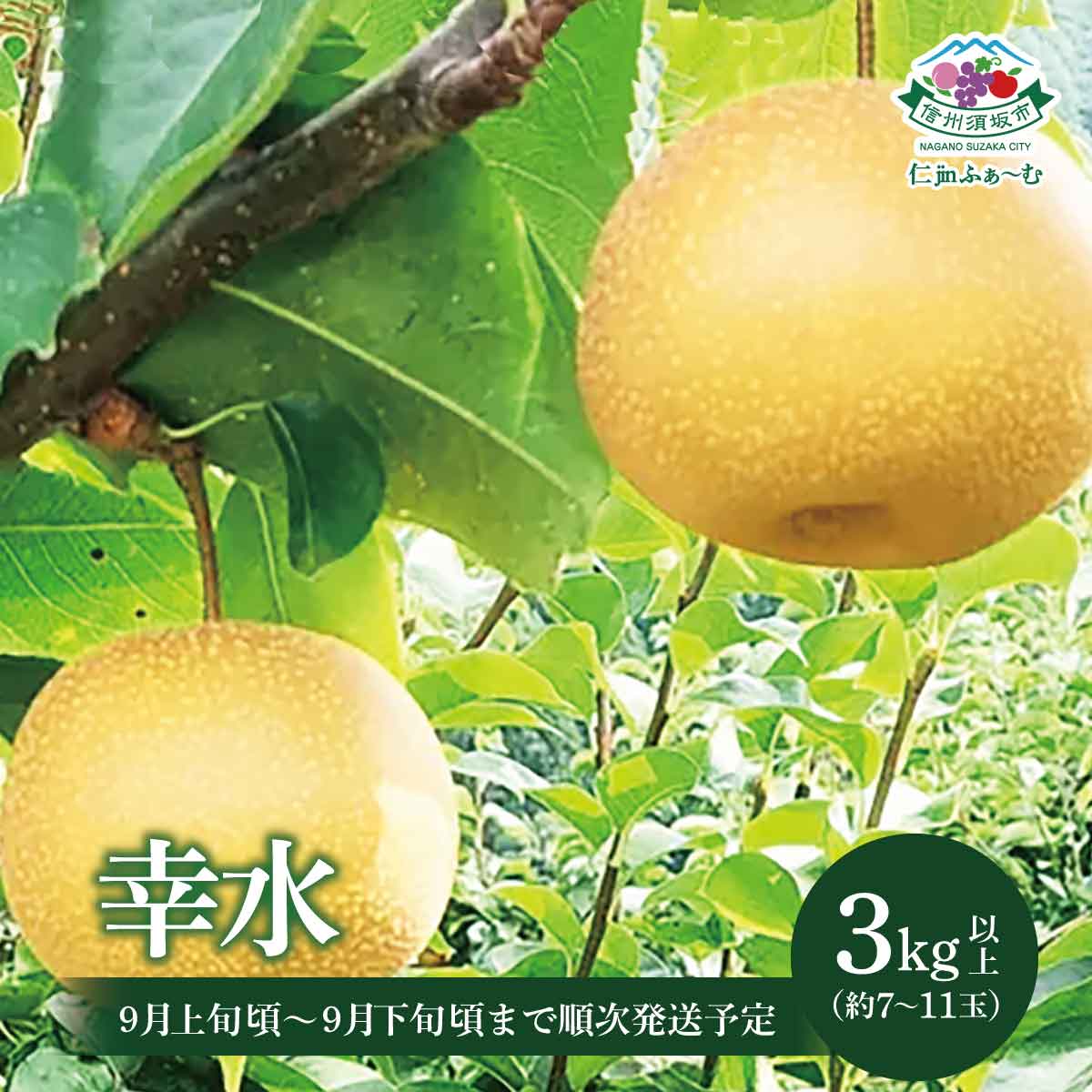 【ふるさと納税】大きさ不揃い良品『幸水（梨）』3kg以上（約7～11玉）《仁Jinふぁ～む》■2025年発送■※9月上旬頃～9月下旬頃まで順次発送予定 果物 フルーツ 和梨 赤梨 なし