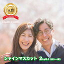 　長野県産シャインマスカット2kg以上（3～4房）《EGAO FARM》■2024年発送■9月中旬頃～11月中旬頃まで順次発送予定 フルーツ 果物 ブドウ ぶどう シャインマスカット