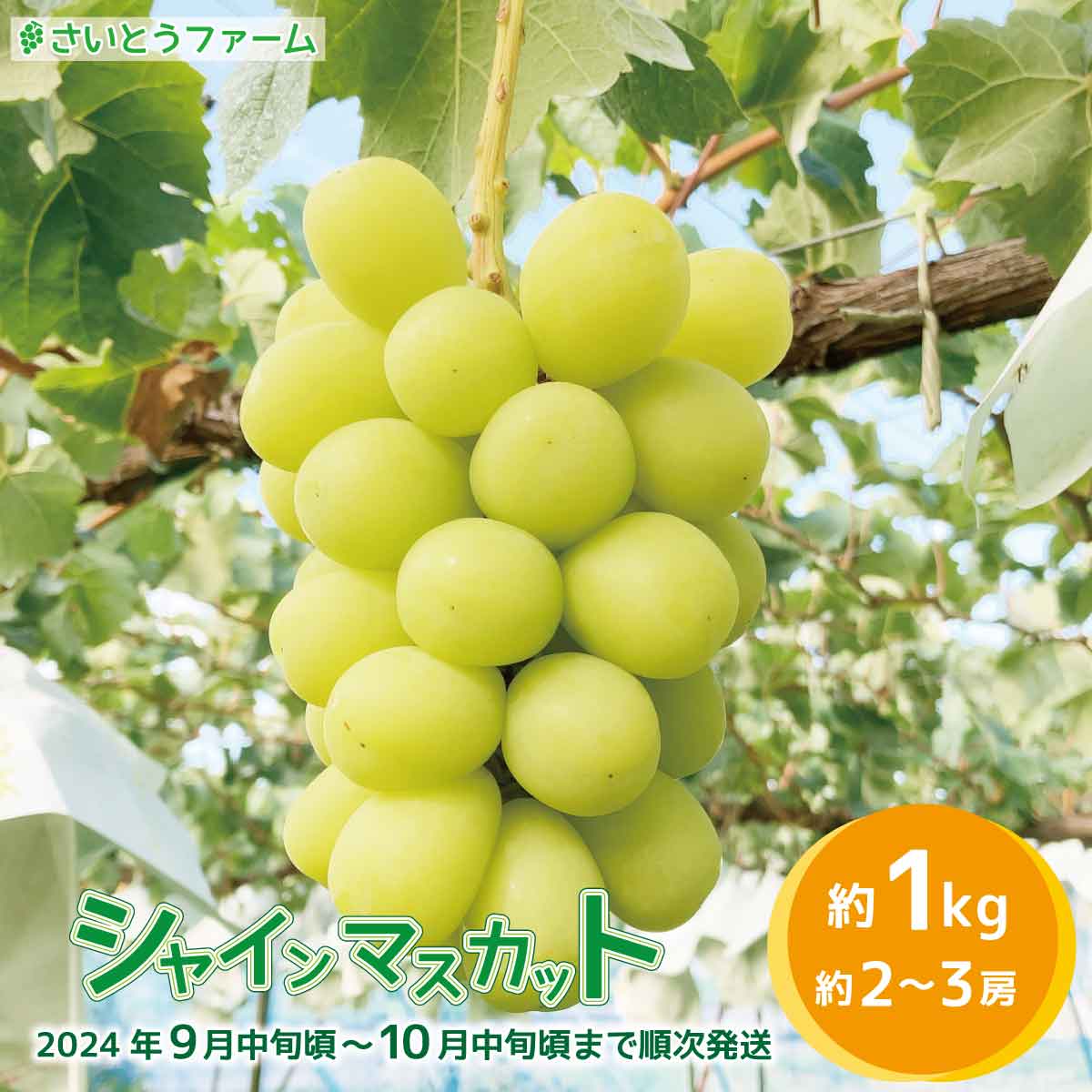 【ふるさと納税】信州須坂産 シャインマスカット約1kg（約2～3房）《さいとうファーム》■2024年発送■※9月中旬頃～10月中旬頃まで順次発..