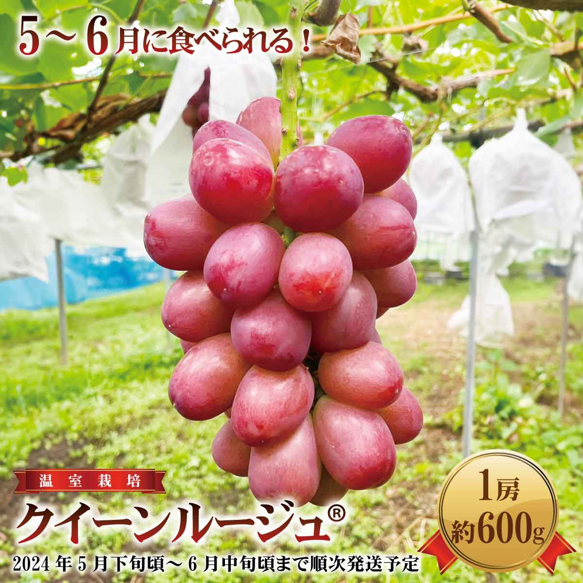 5〜6月に食べられる!温室栽培高級ブドウ クイーンルージュ®1房(約600g)[本沢農園] 2024年発送 ※5月下旬頃〜6月中旬頃まで順次発送予定 フルーツ 果物 ぶどう ブドウ 葡萄