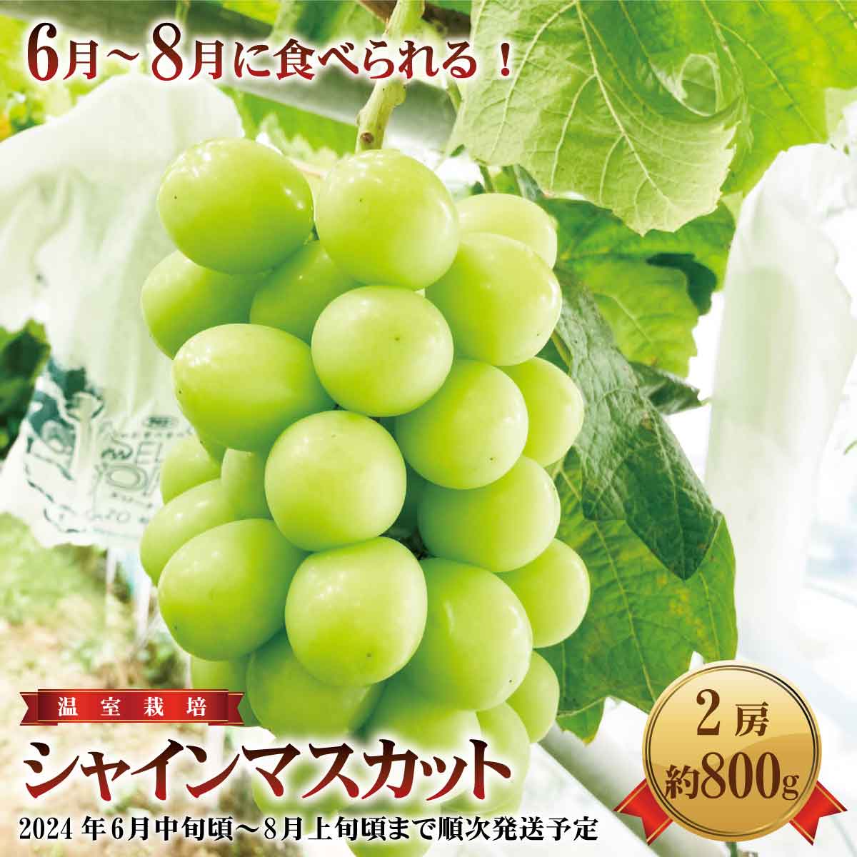 6〜8月に食べられる!温室栽培 シャインマスカット2房(約800g)[本沢農園] 2024年発送 ※6月中旬頃〜8月上旬頃まで順次発送予定 フルーツ 果物 ぶどう ブドウ 葡萄 温室栽培