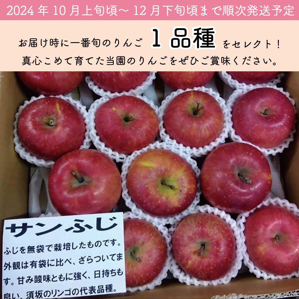 【ふるさと納税】【品種おまかせ】家庭用りんご 1段詰め 約5kg （約18～23玉）《ナカジマ農園》 ■2024年発送■※10月上旬頃～12月下旬頃まで順次発送予定　 果物 フルーツ りんご 訳あり