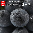 【ふるさと納税】☆先行予約【旬のぶどう】人気のピオーネ 約1.8kg(3〜5房) 【果物・ぶどう・フ...