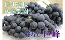 【ふるさと納税】【後藤農園直送】ぶどうの王様、巨峰(種無し)...