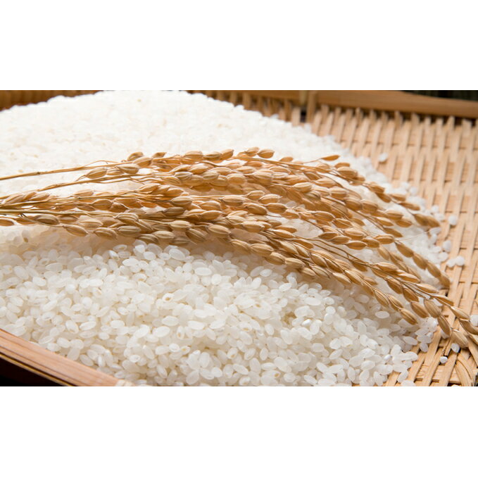【ふるさと納税】須坂産こしひかり「まごころ米」精米10kg 【お米・コシヒカリ】 【ふるさと納税】須坂産こしひかり「まごころ米」精米10kg 【お米・コシヒカリ】