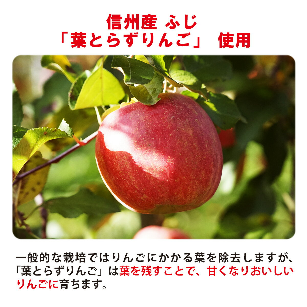 SALE/76%OFF フリーズドライ信州りんごチップスふじ 25g×6袋セット 《アスザックフーズ株式会社》2022年~2023年発送※2023年4月下旬頃まで順次発送予定 ドライフルーツ リンゴ 林檎 果物 りんご SALE/76%OFF フリーズドライ信州りんごチップスふじ 25g×6袋セット 《アスザックフーズ株式会社》2022年~2023年発送※2023年4月下旬頃まで順次発送予定 ドライフルーツ リンゴ 林檎 果物 りんご
