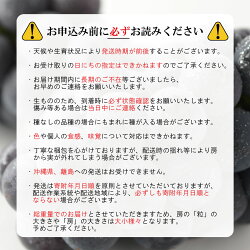 【ふるさと納税】訳ありナガノパープル 約1kg《信州グルメ市場》■2024年発送■※8月下旬頃～9月下旬頃まで順次発送予定 果物 フルーツ ぶどう ブドウ 葡萄 先行予約 期間限定 数量限定･･･ 画像2