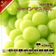 【ふるさと納税】シャインマスカット 【内容量が選択可能】700g 900g 1kg 1.2kg 1.5kg 1.8kg 2kg 3kg 5kg 【定期便】約1kg 計3回お届け ■2024年発送■ ※9月上旬頃～10月下旬頃まで順次発送予定《信州グルメ市場》 先行予約 数量限定 期間限定 果物 フルーツ ぶどう ブドウ