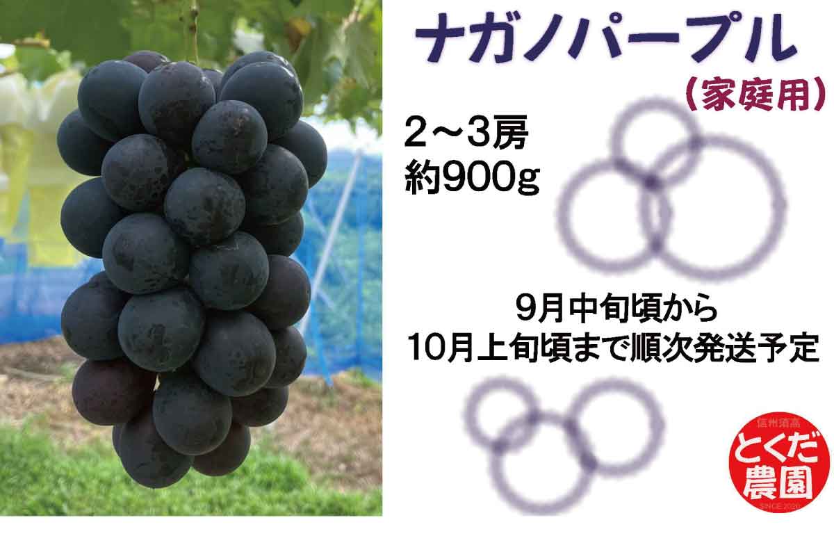 【ふるさと納税】家庭用 ナガノパープル 約900g (2～3房)《とくだ農園》■2024年発送■※9月中旬頃～10月上旬頃まで順次発送予定果物 フルーツ ぶどう ナガノパープル 先行予約 予約 家庭用 訳ありのサムネイル