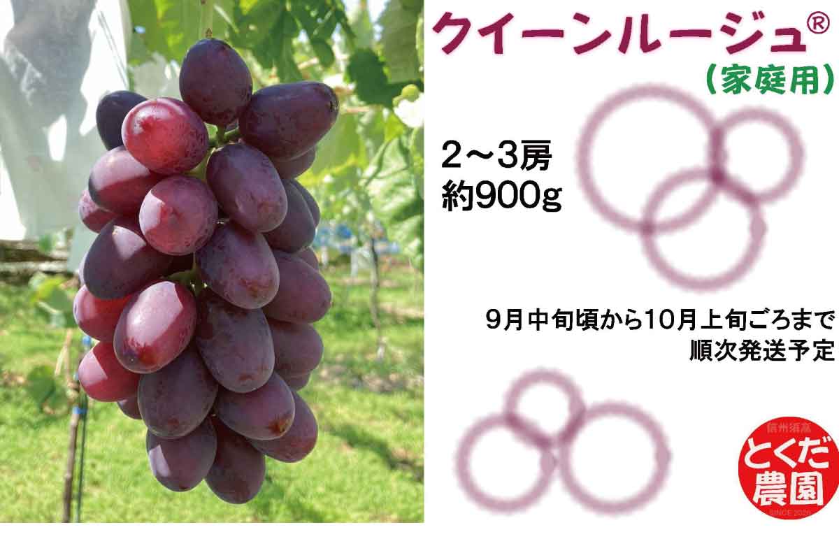 【ふるさと納税】家庭用 クイーンルージュ® 約900g (2～3房)《とくだ農園》■2024年発送■※9月中旬頃～10月上旬頃まで順次発送予定 果物 フルーツ ぶどう クイーンルージュ® 先行予約 予約 家庭用 訳ありのサムネイル