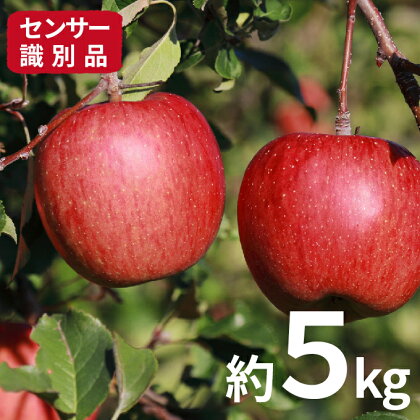 信州小諸産サンふじりんご 秀品約5kg 【果物・フルーツ・林檎】 お届け:2019年11月中旬〜12月上旬