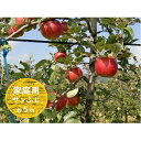 【ふるさと納税】信州小諸・福井りんご園のサンふじりんご(家庭...