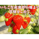 【ふるさと納税】小諸産いちご4パック詰め合わせ 【果物類・い...