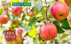 【ふるさと納税】信州小諸産 サンふじりんご 家庭用 約10kg　【果物類・林檎・りんご・リンゴ・甘味・酸味・食感・JA選果機・光センサー選別・安心・品質保証・サンふじ】　お届け：2022年11月下旬〜2022年12月上旬･･･ 画像1