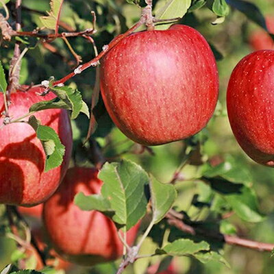 【ふるさと納税】りんご家SUKEGAWAのサンふじ　約5kg　【果物類・果物・フルーツ・林檎・りんご・リンゴ・サンふじ】　お届け：2022年12月上旬〜12月下旬まで･･･