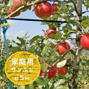 信州小諸・福井りんご園のサンふじりんご（家庭用）約5kg 果物類 林檎 りんご リンゴ サンふじ 家庭用　　お届け：2024年11月下旬～12月下旬