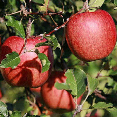 【ふるさと納税】中松井農園のサンふじ　約5kg 長野 小諸 信州 リンゴ 林檎　【果物類・林檎・りんご・リンゴ・サンふじ・約5kg】　お届け：2024年12月上旬～2025年1月下旬まで