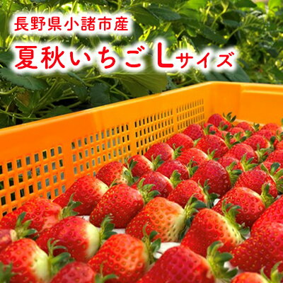 【ふるさと納税】長野県小諸市産 夏秋いちご Lサイズ48玉入 果物類 いちご 苺 イチゴ　【果物類・いちご・苺・イチゴ・ Lサイズ 48玉入】　お届け：2024年7月中旬～2024年12月中旬