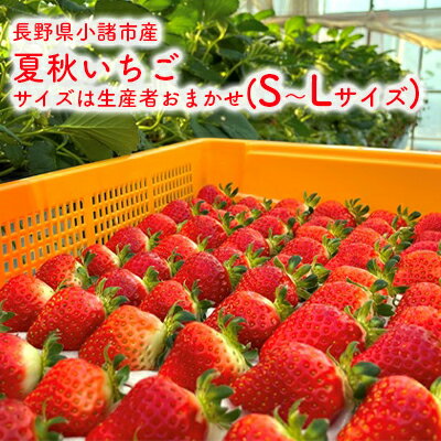 【ふるさと納税】長野県小諸市産夏秋いちご　サイズは生産者おまかせ(S～Lサイズ) 果物 フルーツ 食後 デザート 高糖度 香りが強い ストロベリー 産地直送　【小諸市】　お届け：2024年7月中旬～2024年12月中旬