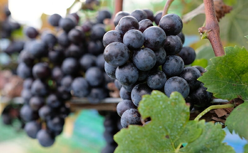 【ふるさと納税】2024 en. Pinot Noir　信州　小諸市ワイン　赤ワイン　ピノノワール　Greve.t　KomorokkoFarm&Winery f202088-komoro-10001724 長野県小諸市 サンプル画像2
