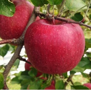 【ふるさと納税】完熟サンふじ4.5kg