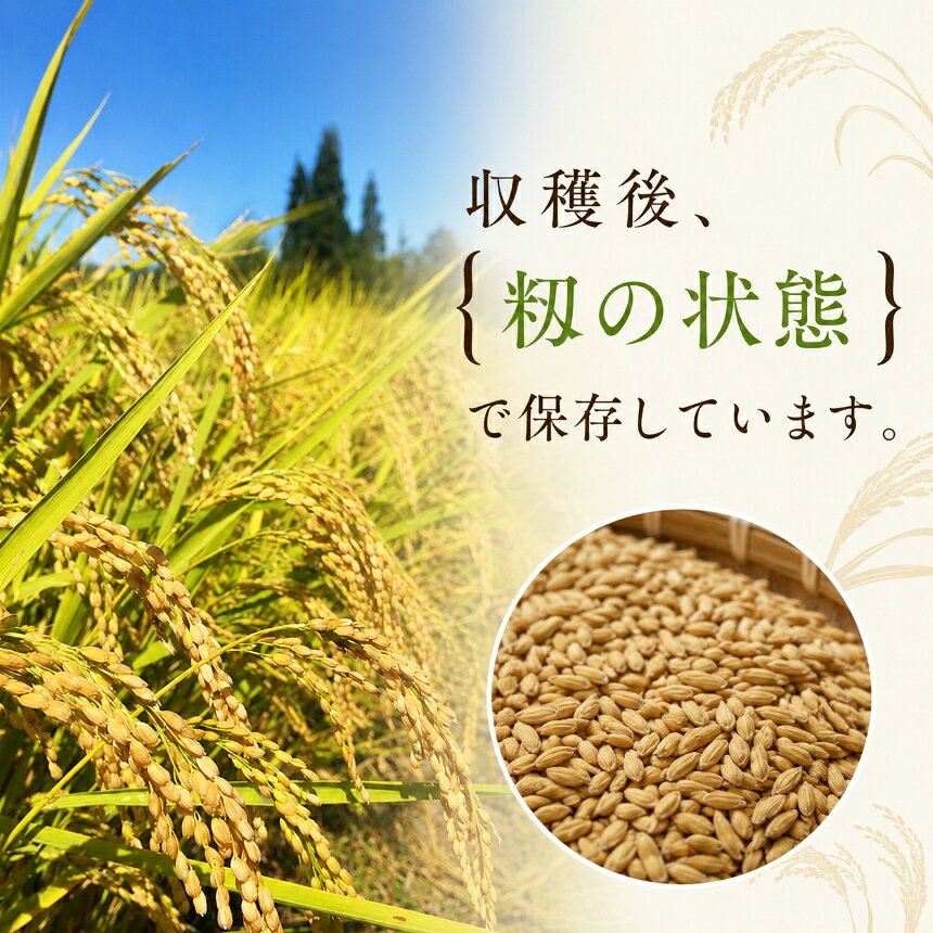 【ふるさと納税】 新米 先行予約 ＜白米＞コシヒカリ 【選べる】 3kg～13kg 令和8年産 めうてんぽ農園｜米 コシヒカリ こしひかり 白米 ご飯 お米 農薬不使用 化成肥料不使用 除草剤不使用 伊那 伊那産 長野県 ふるさと納税 f202096-ina-10000922 長野県伊那市 サンプル画像3