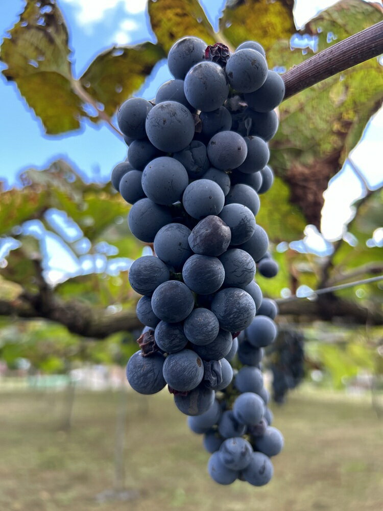 【ふるさと納税】 ワイン 日本ワイン やまぶどうワイン 「山紫」 720ml 1本 | ワイン wine 山ぶどう 山葡萄 ぶどう 信州大学 信大W-3 ポリフェノール 伊那ブランド ふるさと納税 返礼品 信州産 長野県 伊那市 【012-70】