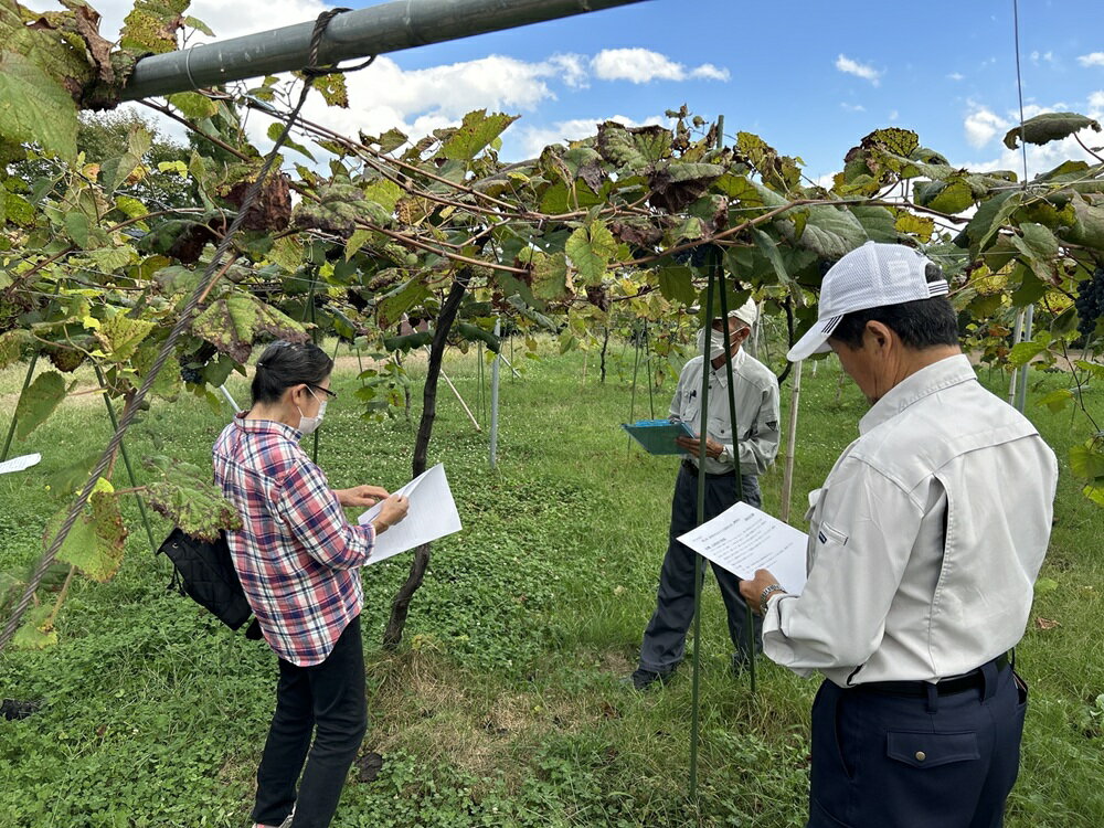 【ふるさと納税】 ワイン 日本ワイン やまぶどうワイン 「山紫」 720ml 1本 | ワイン wine 山ぶどう 山葡萄 ぶどう 信州大学 信大W-3 ポリフェノール 伊那ブランド ふるさと納税 返礼品 信州産 長野県 伊那市 【012-70】