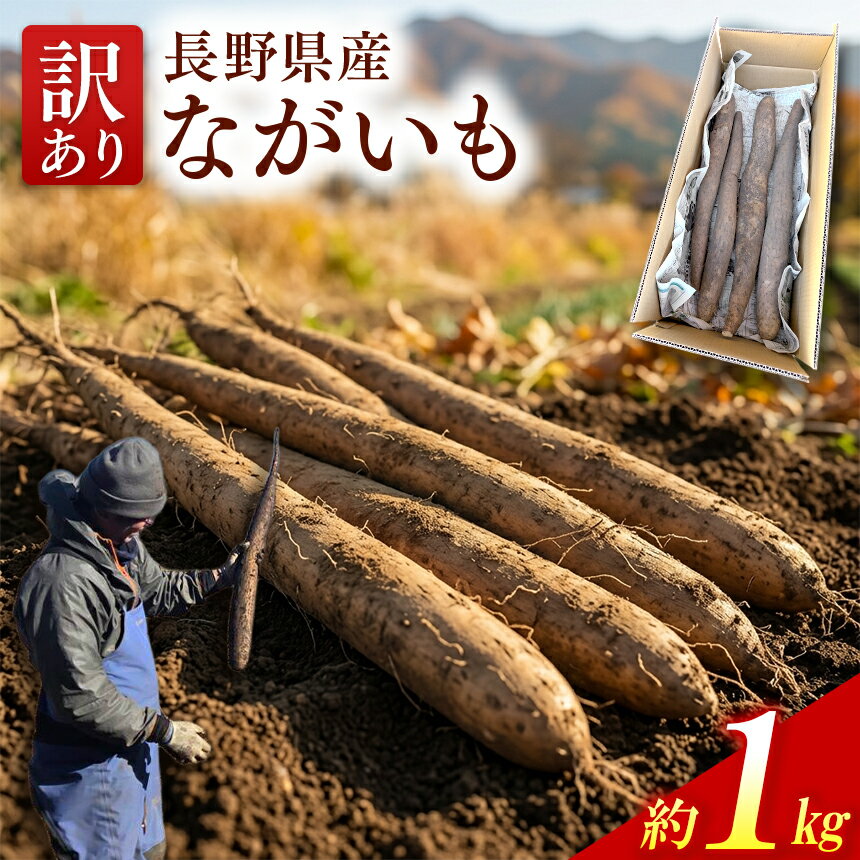 ながいも 訳あり 信州 伊那産 ながいも 約5kg 規格外 家庭用 自家用 訳あり 長芋 みのる農園 | 野菜 とろろ とろろ芋 浅漬け サラダ 伊那 長野 信州 [013-64]