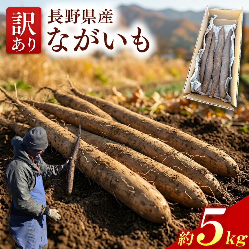 ながいも 訳あり 信州 伊那産 ながいも 約5kg 規格外 家庭用 自家用 訳あり 長芋 みのる農園 | 野菜 とろろ とろろ芋 浅漬け サラダ 伊那 長野 信州 [013-64]