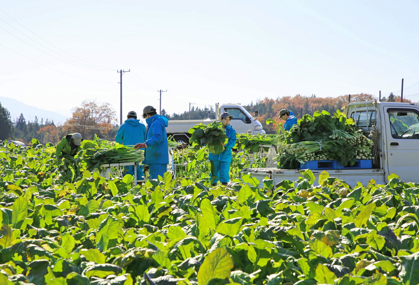 �ڤդ뤵��Ǽ�ǡۤ���Ƥ�Ѥѡ��ѤѤ�������������Ҥ�500g��3�ޡ�010-a5�ۡäѤѤ����� �������Ҥ� ������ ��ʪ �� ������ʪ Ĺ� ����� �դ뤵��Ǽ�� ���ӤΤ��� �͵� ��������