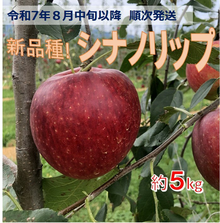 【ふるさと納税】令和7年8月中旬発送 新品種! 信州のシナノリップ 5キロ! 信濃三兄弟の一つ(りんご・リンゴ・林檎) 長野県 伊那市 与古美【015-37】