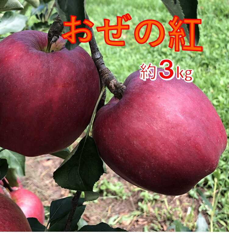 【ふるさと納税】【009-32】信州のりんご　おぜの紅　約3