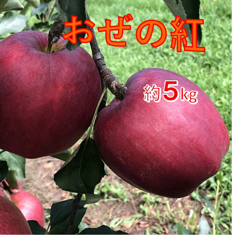 【ふるさと納税】【012-54】信州のりんご　おぜの紅　約5