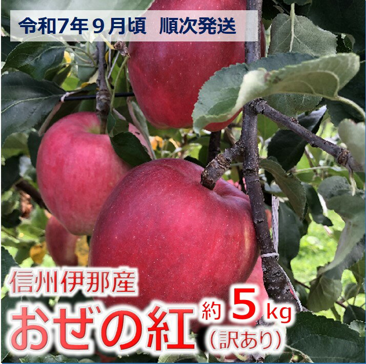 【ふるさと納税】【010-47】令和7年9月ごろ発送 信州のりんご おぜの紅 訳あり家庭用 約5キロ (りんご・リンゴ・林檎) 長野県 伊那市 5kg 与古美