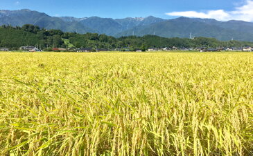 【ふるさと納税】上伊那産「コシヒカリ」（5kg×2袋）＆きのこセット　【お米・野菜・きのこ・おこめ・キノコ・茸・こしひかり・しめじ・えのき・なめこ・詰め合わせ】