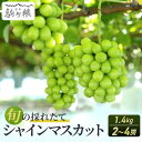 【ふるさと納税】シャインマスカット 約 1.4kg 2~4房 長野 ぶどう 種なし 皮ごと 産地直送 フルーツ 果物 デザート おやつ マスカット ブドウ 葡萄 秋 旬 旬の果物 旬のフルーツ 信州 信州産 長野県 長野県産 2025 2025年 お届け:2025年10月上旬~11月下旬頃