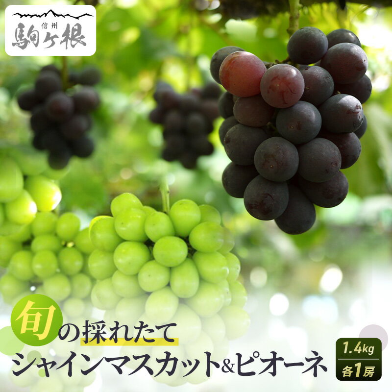ぶどう 長野 シャインマスカット + ピオーネ 計 1.4kg 各1房 セット 大粒 種なし 皮ごと 食べ比べ 産地直送 フルーツ 果物 デザート おやつ マスカット 葡萄 秋 旬 旬の果物 旬のフルーツ 信州 信州産 長野県 お届け:2025年10月上旬〜11月中旬