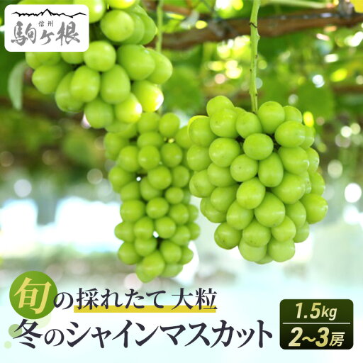 【ふるさと納税】【特選房】冬のシャインマスカット 約 1.5kg 2~3房 長野 特選 大粒 ぶどう 種なし 皮ごと 産地直送 フルーツ 果物 贈答 ギフト マスカット 信州 信州産 長野県 2025 2025年 お届け:2025年11月下旬より順次発送 【ふるさと納税】【特選房】冬のシャインマスカット 約 1.5kg 2~3房 長野 特選 大粒 ぶどう 種なし 皮ごと 産地直送 フルーツ 果物 贈答 ギフト マスカット 信州 信州産 長野県 2025 2025年 お届け:2025年11月下旬より順次発送