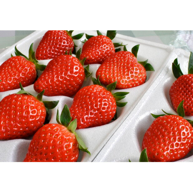 【ふるさと納税】南信州産「いちご 」(300g×4パック)　【たかずやファーム】　果物類・いちご・苺・イチゴ・4パック　お届け：2024年1月15日～3月5日のサムネイル