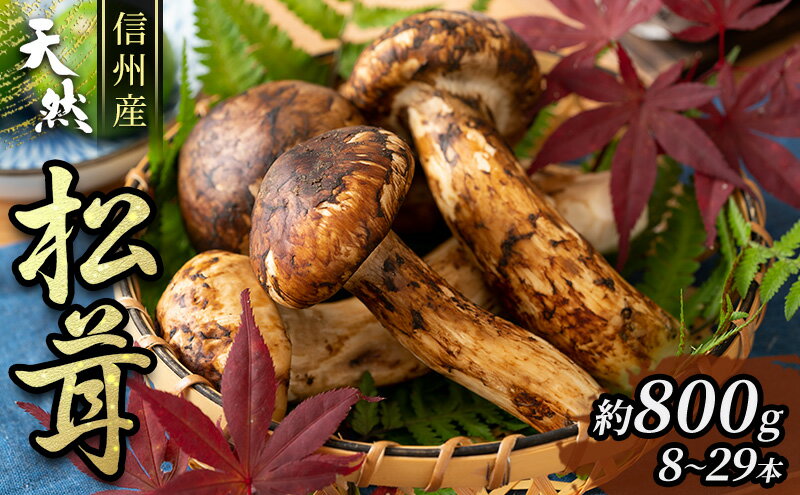 【ふるさと納税】信州産「天然松茸」（約800g/8～29本） 野菜 きのこ まつたけ　お届け：2025年10月中旬頃より順次発送