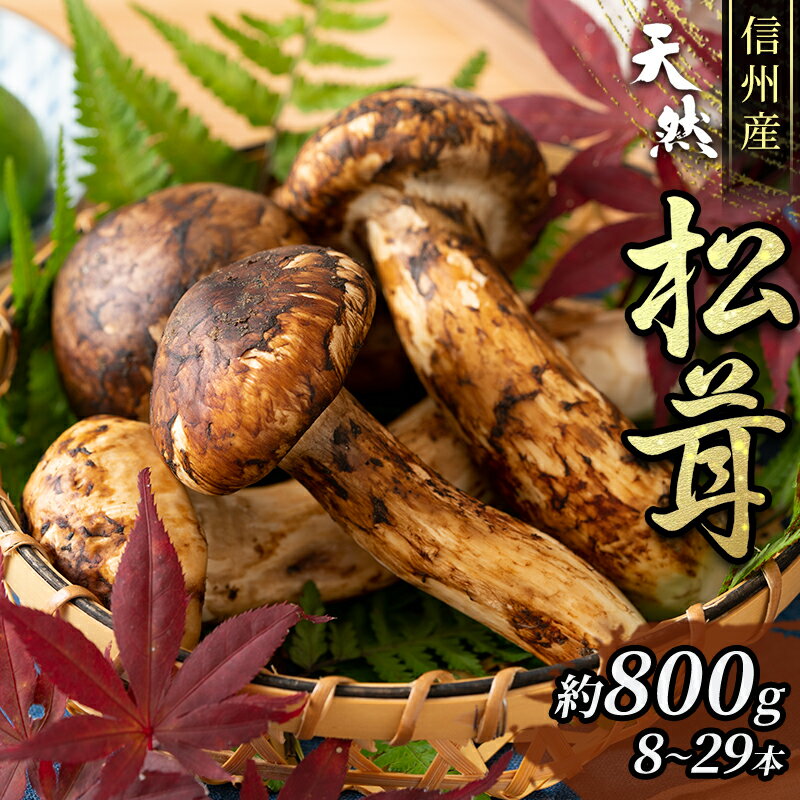 9位! 口コミ数「0件」評価「0」信州産「天然松茸」(約880g/8～29本)　【野菜・きのこ・シイタケ】　お届け：2024年9月下旬頃より順次発送